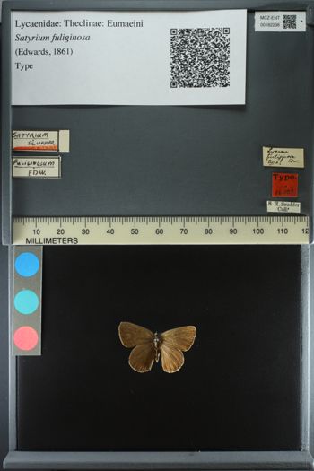 Media type: image;   Entomology 182238